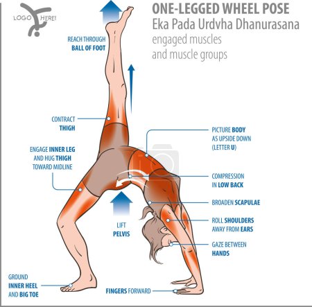 Foto de Vector illustration of muscels used in Yoga One-legged Wheel Pose. Yoga Anatomy (Eka Pada Urdhva Dhanurasana or Eka Pada Chakrasana) - Imagen libre de derechos