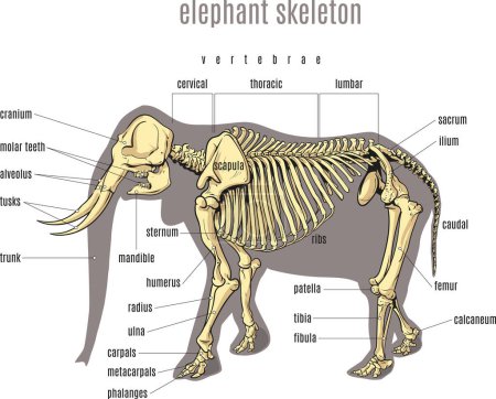 Foto de Elephant Anatomy Concept for Science Education illustration. El esqueleto del elefante sobre fondo blanco ilustración. - Imagen libre de derechos