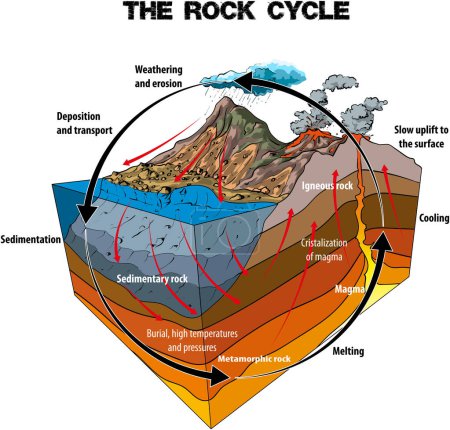 Foto de The Rock Cycle Vector Illlustration (en inglés). Erosión. Infografía. - Imagen libre de derechos