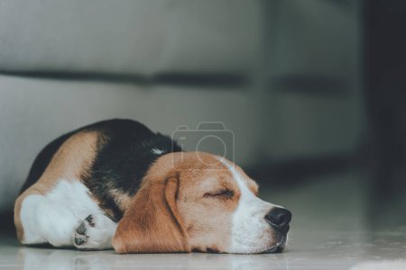 Photo for Cute puppy dog beagle portrait sleepy on the floor  at home. Adorable pet concept - Royalty Free Image