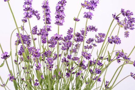 Téléchargez les photos : Bouguet de fleurs de lavendula violette isolées sur fond blanc, gros plan. - en image libre de droit
