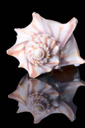 Photo for Single sea shell of Aliger gigas known as the queen conch isolated on black background, close up - Royalty Free Image