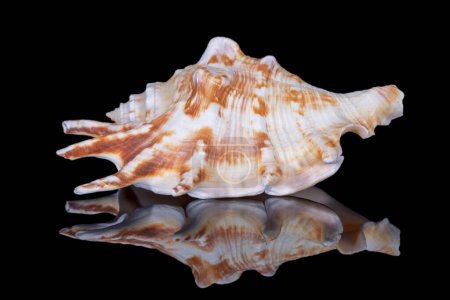 Caracol simple concha de mar de cordero lambis conocido como concha de araña, aislado sobre fondo negro, reflejo de espejo