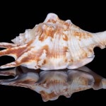 Single snail sea shell of Lambis lambis known as spider conch, isolated on black background, mirror reflection