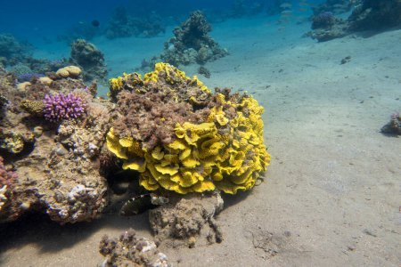 Foto de Colorido y pintoresco arrecife de coral en el fondo del mar tropical, corales de ensalada amarilla (Turbinaria mesenterina), paisaje submarino - Imagen libre de derechos