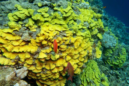 Foto de Colorido arrecife de coral en el fondo del mar tropical, ensalada amarilla de coral (Turbinaria mesenterina) y peces Anthias, paisaje submarino - Imagen libre de derechos