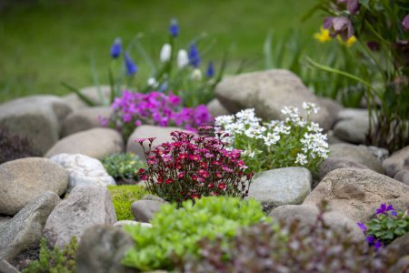 Hermoso jardín de roca de primavera colorido, flores en flor