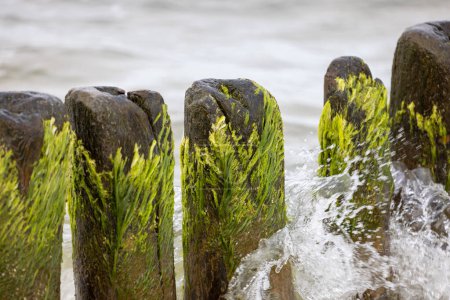 Photo for Green algae on wooden breakwater in foaming water of Baltic Sea, Miedzyzdroje, Wolin Island, Poland - Royalty Free Image