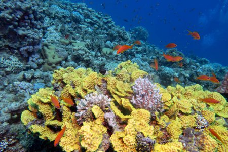Foto de Colorido arrecife de coral en el fondo del mar tropical, ensalada amarilla de coral (Turbinaria mesenterina) y peces Anthias, paisaje submarino - Imagen libre de derechos