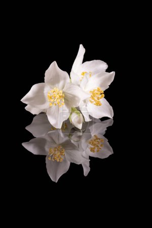 Photo for Beautiful, delicate white flowers of the Philadelphus shrub, mirror reflection - Royalty Free Image