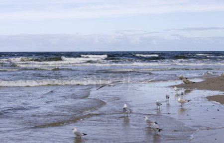 Photo for Beautiful seaside landscape, an empty beach, the foamy water of the Baltic Sea, sea gulls walking on the sand, Island Wolin, Miedzyzdroje, Poland - Royalty Free Image