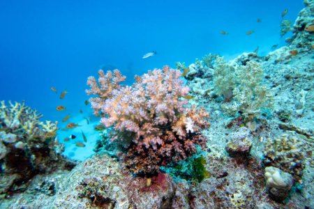 Bunte, malerische Korallenriffe am Grund des tropischen Meeres, Blumenkohl, Unterwasserlandschaft