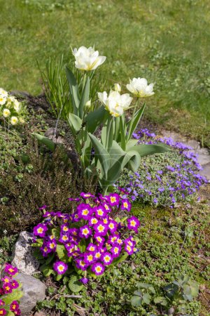 Composition des fleurs colorées printanières fleurissant dans le jardin de rochers, gros plan