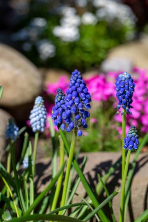 Schöne bunte Frühling Steingarten, blühende Blumen von blauen Muscari