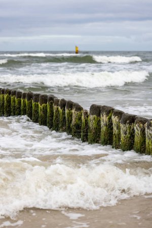 Wellenbrecher aus Holz mit Grünalgen im schäumenden Wasser der Ostsee, Miedzyzdroje, Insel Wolin, Polen