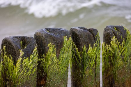 Grünalgen auf hölzernen Buhnen im schäumenden Wasser der Ostsee, Miedzyzdroje, Wolin Island, Polen