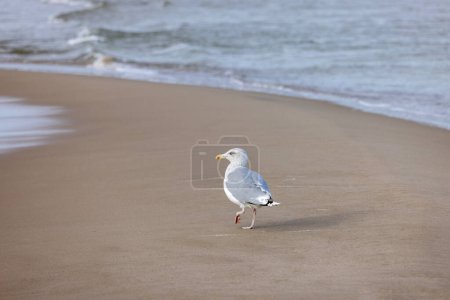 Sea gull walking on the sand by water of the Baltic Sea, the foamy water of the Baltic Sea, Island Wolin, Miedzyzdroje, Poland