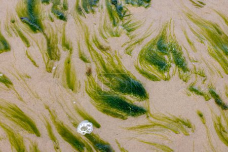 Téléchargez les photos : Beau motif d'algues vertes sur fond sablonneux de la mer Baltique en eau peu profonde, fond abstrait - en image libre de droit
