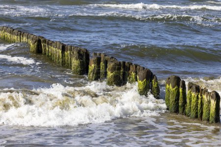 Wellenbrecher aus Holz mit Grünalgen im schäumenden Wasser der Ostsee, Miedzyzdroje, Insel Wolin, Polen