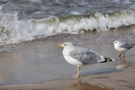 Two sea gulls walking on the sand by water of the Baltic Sea, the foamy water of the Baltic Sea, Island Wolin, Miedzyzdroje, Poland