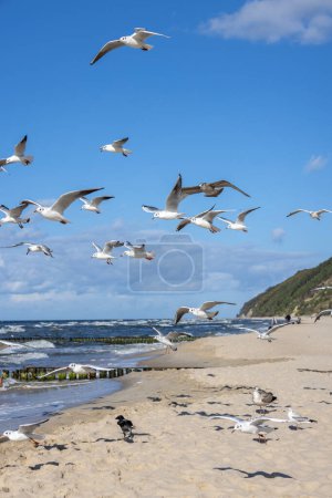 Möwengruppe fliegt über das Wasser der Ostsee vor blauem Himmel, Miedzyzdroje, Polen