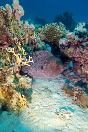 Colorful, picturesque coral reef at the bottom of tropical sea, hard corals and great moray eel, underwater landscape