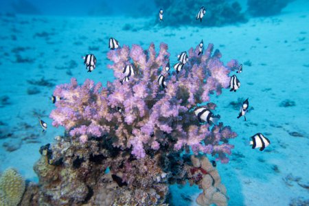 Colorful, picturesque coral reef at sandy bottom of tropical sea, stony corals and fishes whitetail Dascyllus, underwater landscape