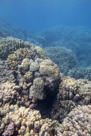 Colorful, picturesque coral reef at the bottom of tropical sea, great acropora corals at great depth, underwater landscape
