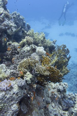Colorful, picturesque coral reef at bottom of tropical sea, hard and soft corals, underwater landscape