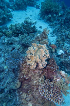 Colorful, picturesque coral reef at bottom of tropical sea, soft coral Sarcophyton, underwater landscape