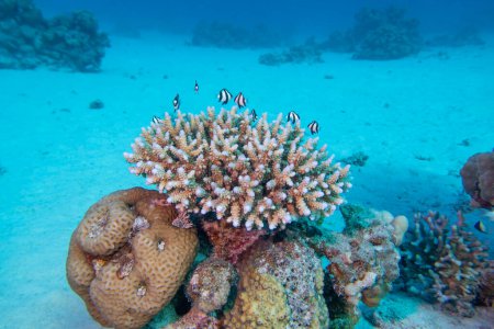 Colorful, picturesque coral reef at sandy bottom of tropical sea, stony corals and fishes Dascyllus, underwater landscape