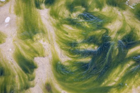 Téléchargez les photos : Beau motif d'algues vertes sur fond sablonneux de la mer Baltique en eau peu profonde, fond abstrait - en image libre de droit