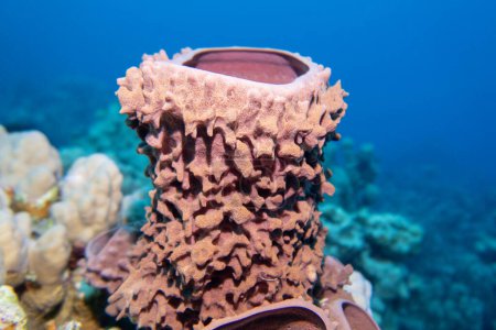 Récif corallien coloré et pittoresque au fond de la mer tropicale, grande éponge de tube de mer, paysage sous-marin