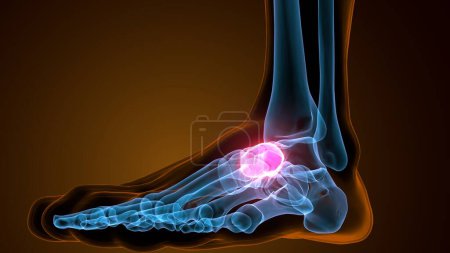 Photo for 3d render of the midfoot bone - front view - Royalty Free Image
