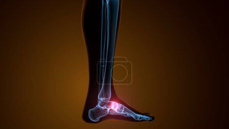 Photo for 3d render of the midfoot bone - front view - Royalty Free Image