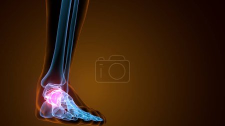 3d render of the midfoot bone - front view