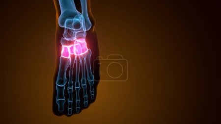 3d render of the midfoot bone - front view
