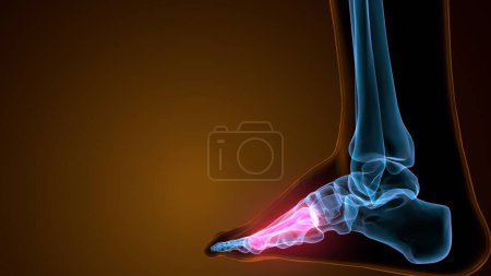Anatomie des os des pieds métatarsiens. Illustration 3d