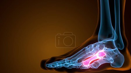 Photo for Metatarsal Foot Bones Anatomy for medical. 3D Illustration - Royalty Free Image