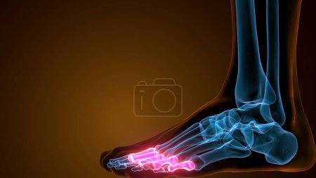 Foto de Falanges proximales huesos del pie Anatomía Representación 3D - Imagen libre de derechos