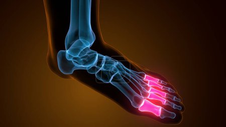 Téléchargez les photos : Proximal Phalanges os du pied Anatomie Rendu 3D - en image libre de droit