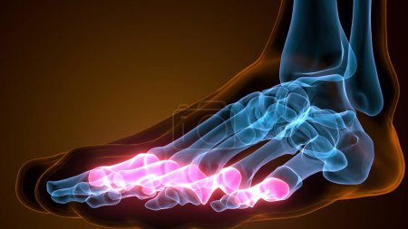 Foto de Falanges proximales huesos del pie Anatomía Representación 3D - Imagen libre de derechos