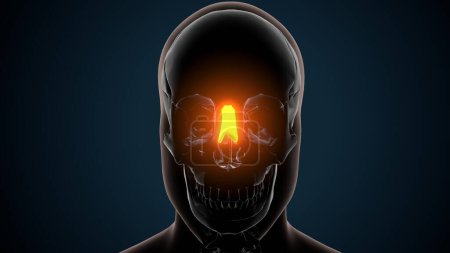 Téléchargez les photos : Illustration 3D de l'anatomie cérébrale - Os nasaux - Os d'anatomie - en image libre de droit