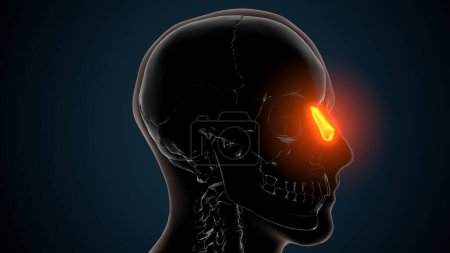Foto de Ilustración 3d de la anatomía cerebral - Hueso nasal - Huesos de anatomía - Imagen libre de derechos