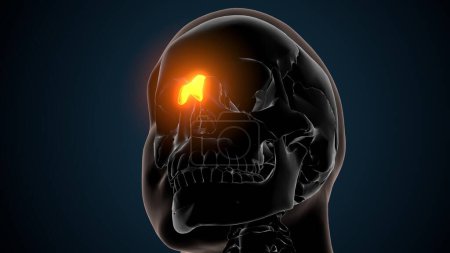Foto de Ilustración 3d de la anatomía cerebral - Hueso nasal - Huesos de anatomía - Imagen libre de derechos