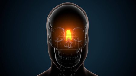 Ilustración 3d de la anatomía cerebral - Hueso nasal - Huesos de anatomía