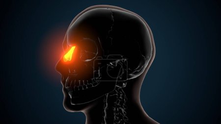 3D Illustration der Anatomie des Gehirns - Nasenbein - Knochen der Anatomie