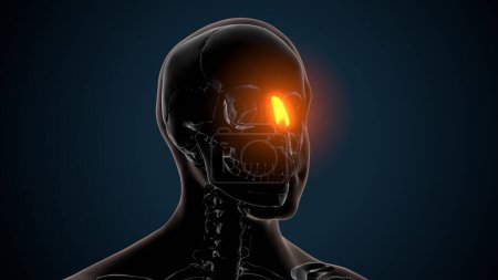 Téléchargez les photos : Illustration 3D de l'anatomie cérébrale - Os nasaux - Os d'anatomie - en image libre de droit