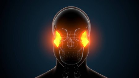 Skelettsystem Schädel Knochen Teile Jochbein Anatomie. 3D