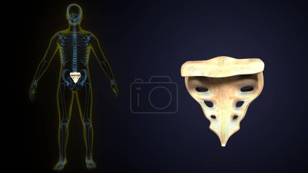 human skeleton bone anatomy. 3d illustration
